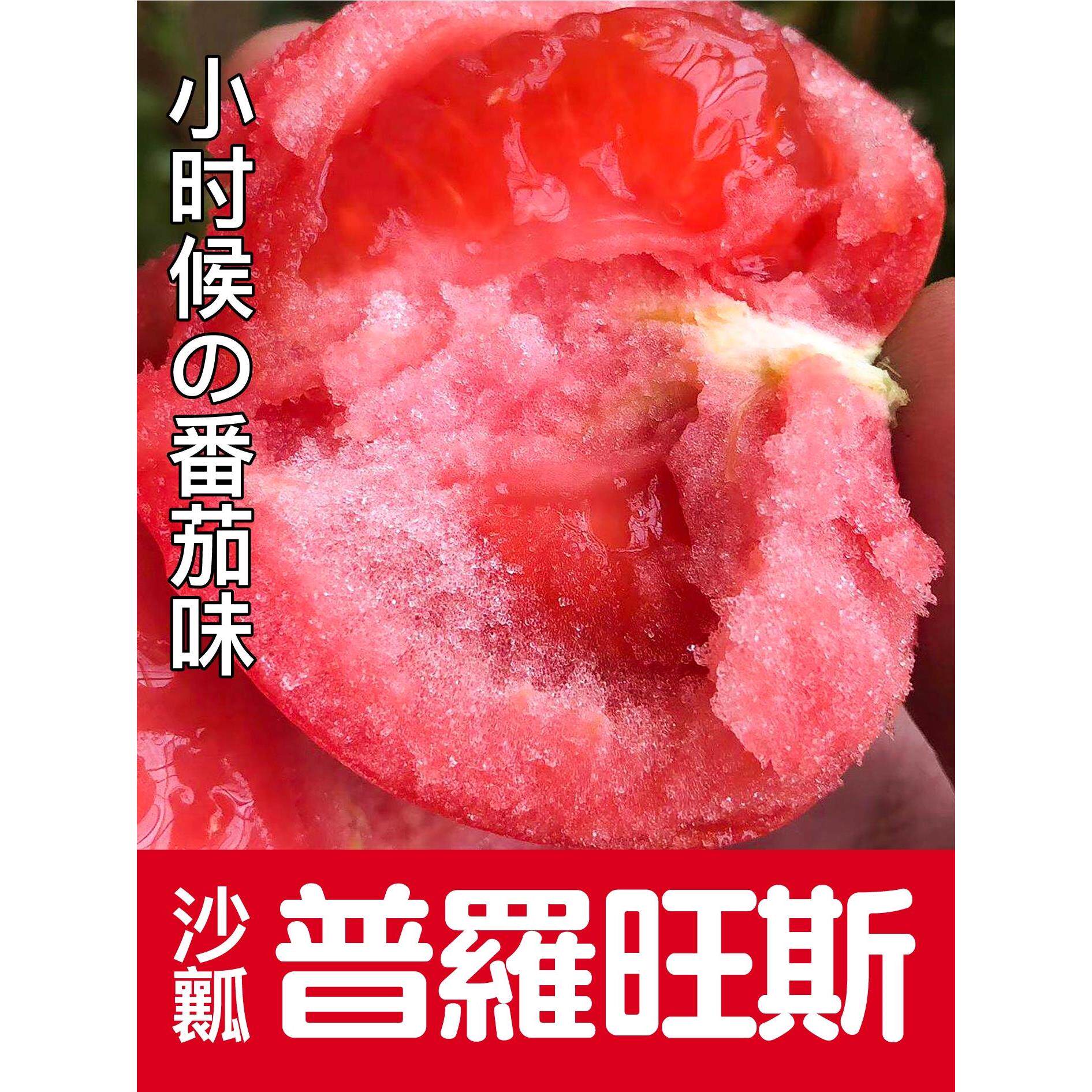 寿光沙瓤普罗旺斯番茄苗嫁接西红柿苗进口种子口感柿子秧圣女果苗