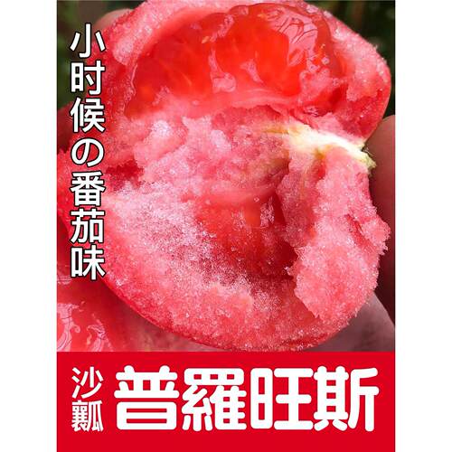 寿光沙瓤普罗旺斯番茄苗嫁