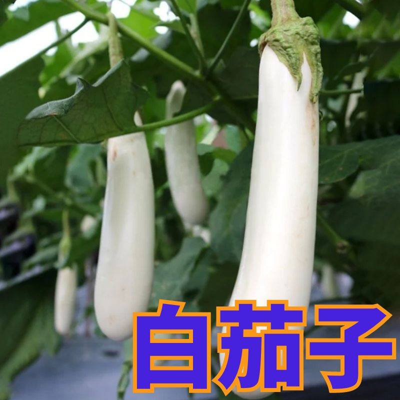 白茄子苗子白茄子秧苗四季蔬菜苗