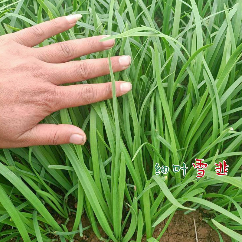 宽叶韭菜根红四季种子籽苗