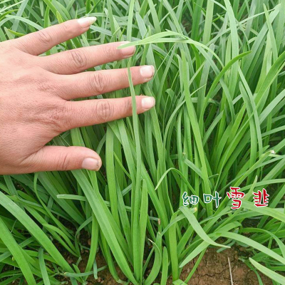 宽叶韭菜根红四季种子籽苗