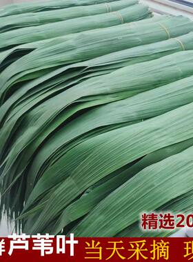 新鲜芦苇叶包粽子叶子