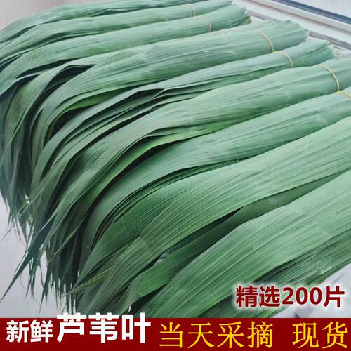 新鲜芦苇叶包粽子叶子