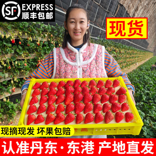 丹东99草莓丨孕妇能吃无农药残留