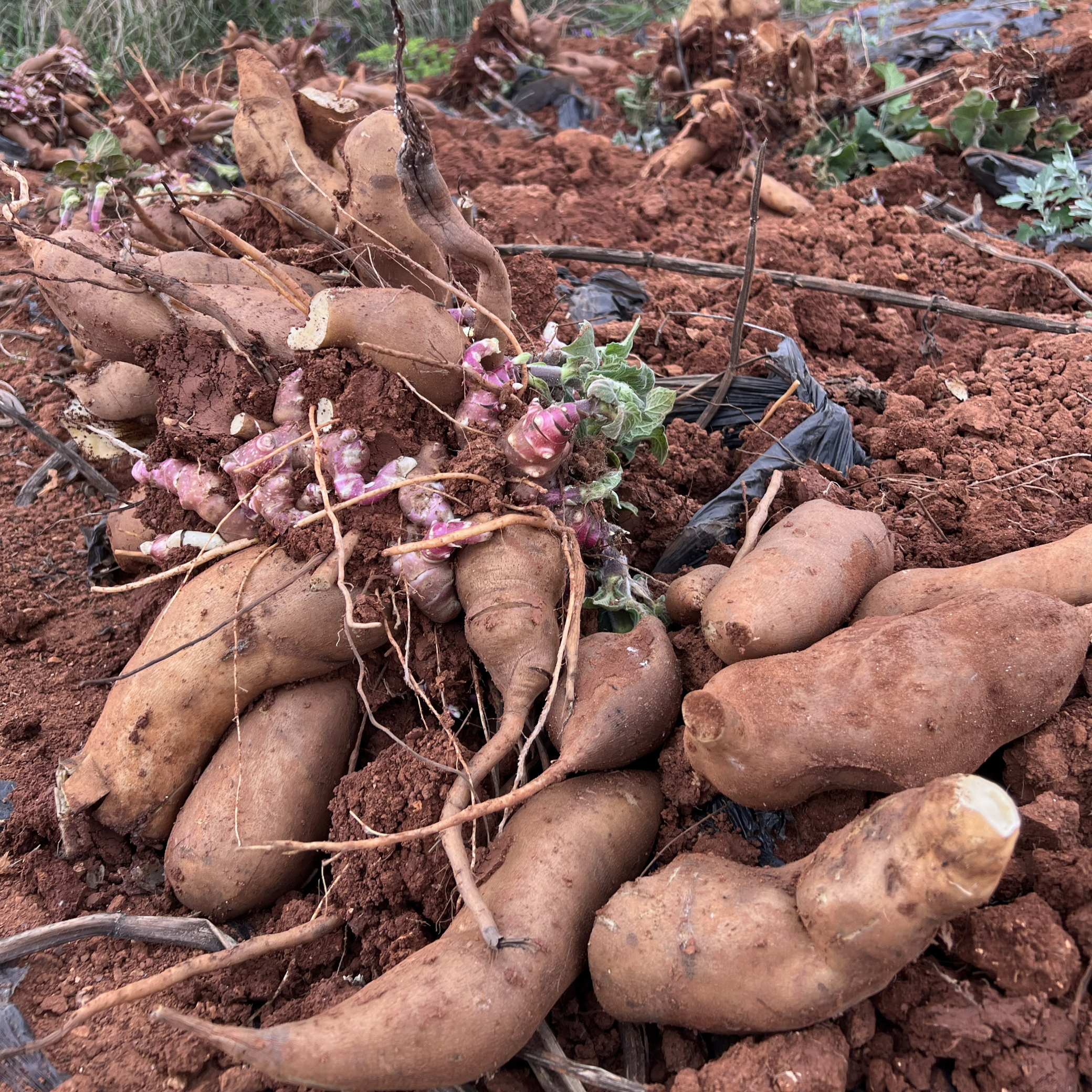 正宗云南天山雪莲果新鲜水果应当季现挖脆甜黄红心雪连果时令菜