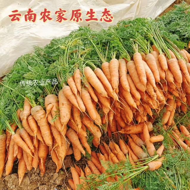 云南农家自种小胡萝卜露天种新鲜萝卜/胡萝卜