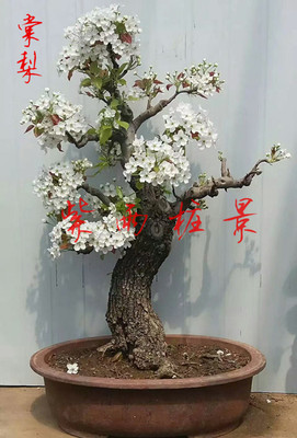 棠梨盆景梨树盆栽80后
