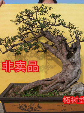 精品柘树盆景疙瘩老桩