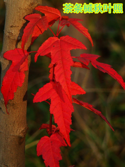 室内精品茶条槭红枫盆景