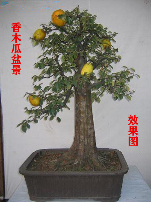 香木瓜盆景熟桩吸甲醛净化空气植物室内办公桌阳台庭院造型盆栽