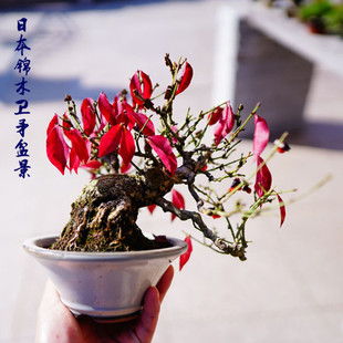 鬼箭羽火焰卫矛盆景老桩净化空气植物室内办公桌阳台造型绿植盆栽