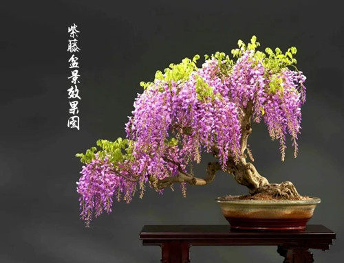 普罗旺斯紫藤盆景净化空气植物