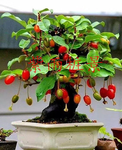 胡颓子羊奶果木半夏盆景熟桩室内观果绿植盆栽耐寒树种