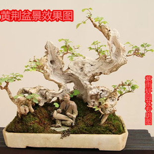 黄荆老桩盆景室内绿植盆栽熟桩观叶耐寒树种摆件