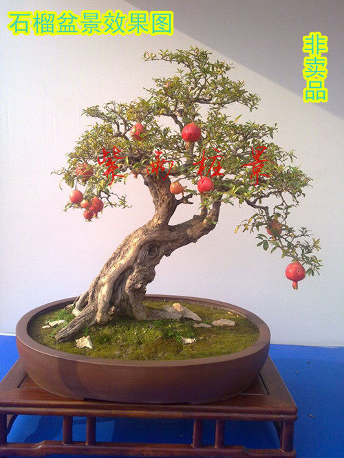 大红袍石榴盆景熟桩吸甲醛净化空气植物室内办公桌阳台庭院盆栽