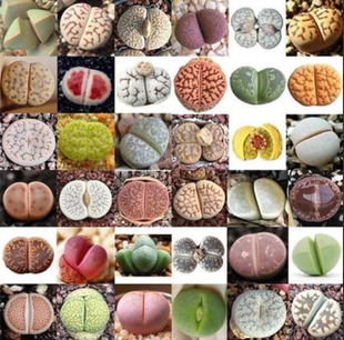 绿植盆栽 多肉植物 100粒生石花混合种子 30多个品种 红绿齐全
