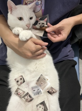 AMA-10＆老普的TO签+AMA-10表情贴纸一套