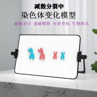 减数分裂中染色体变化模型组件强磁吸式设计白板支架高中生物教具
