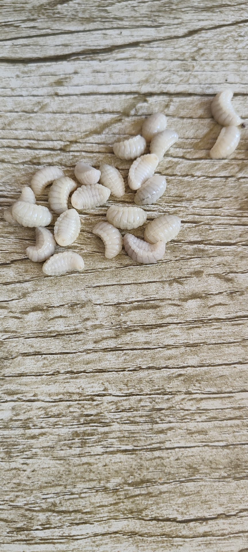 野生青蜂蜂蛹吃肉长大的虫子喂鸟提性填雏子活虫高蛋白首选不上火