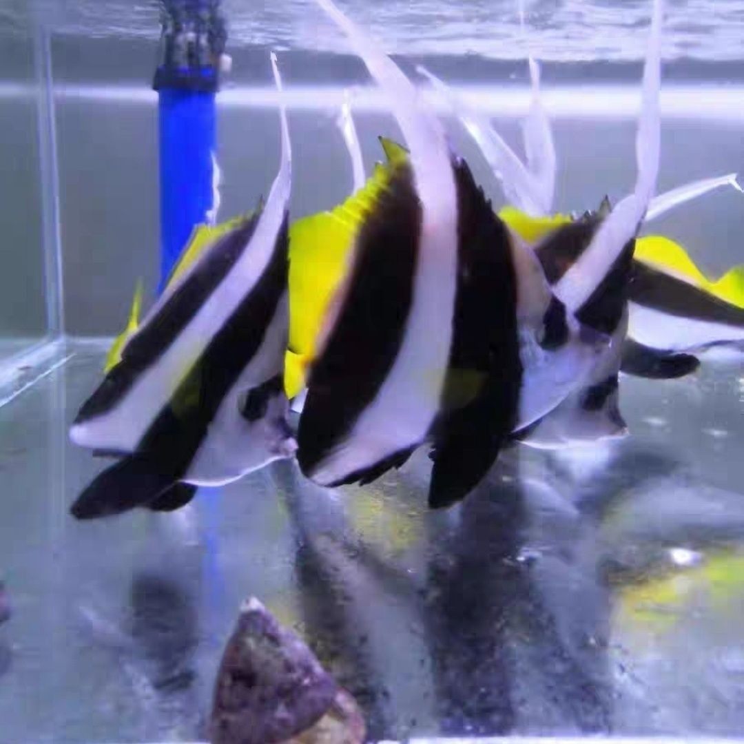 海水鱼精品观赏鱼活体黑白关刀推荐蝶类生物宠物渔场自销