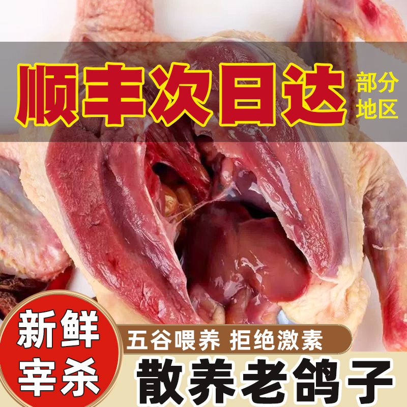 正宗农家散养鸽子肉生鲜