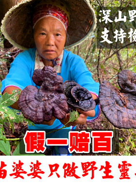 贵州纯野生灵芝紫灵芝