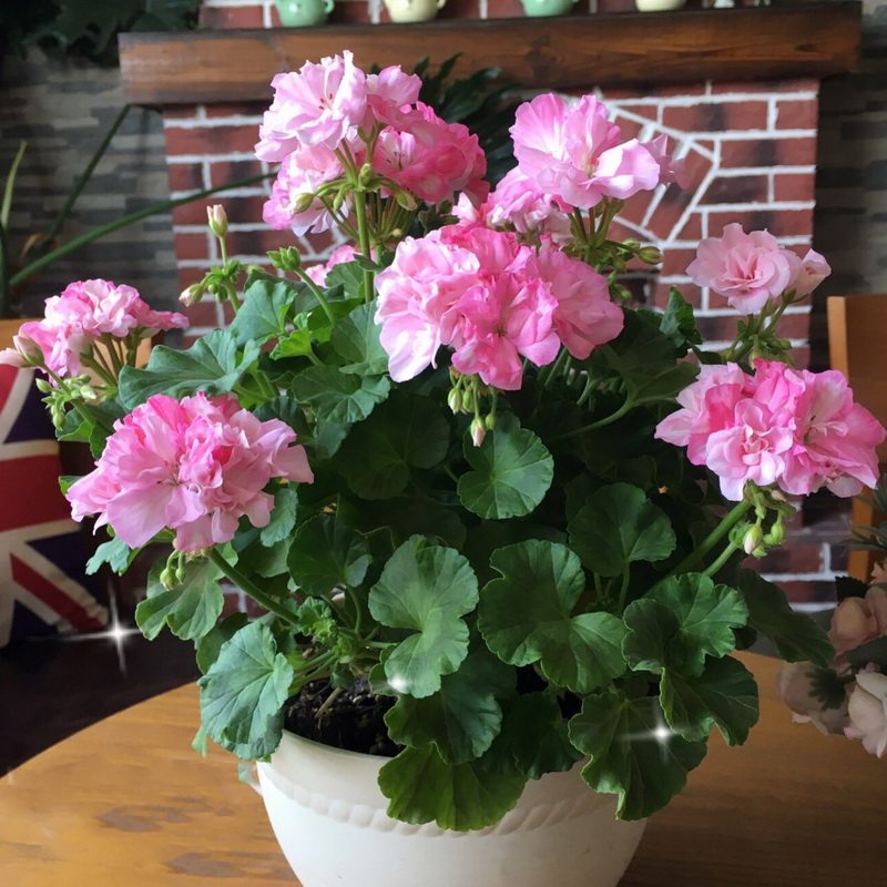 直立天竺葵花苗 重彩公主 室内庭院阳台盆栽花卉四季开花