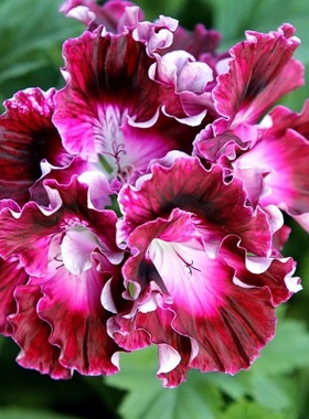 大花天竺葵花苗 雅典娜Verity Pallas 室内庭院窗台矮生盆栽花卉