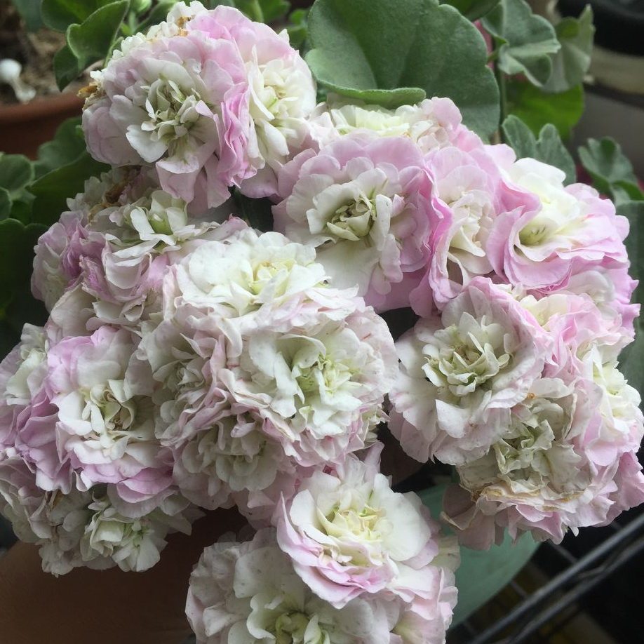 垂吊天竺葵花苗 万岁卡罗琳娜 viva carolina