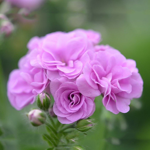 垂吊重瓣天竺葵花苗 夏日玫瑰 丁香色 室内盆栽花卉绿植