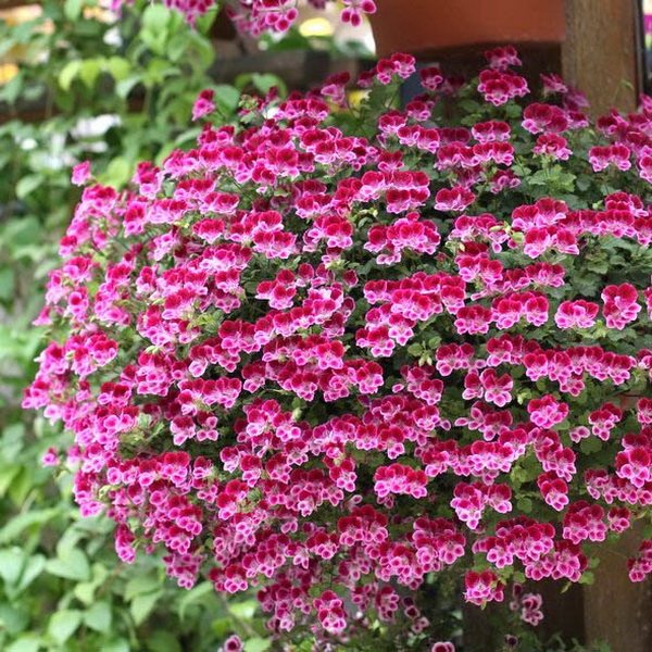 天使之眼天竺葵花苗 托克美好 萨尔 酒红 室内阳台庭院盆栽花卉