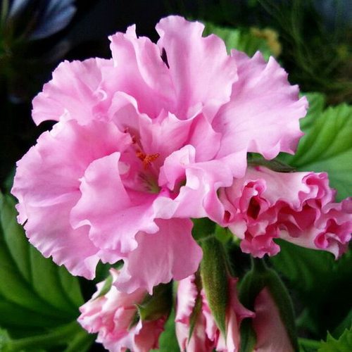 澳洲阳台庭院美观盆栽大花天竺葵