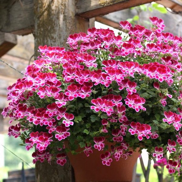 天使之眼天竺葵花苗 酒红天使 室内阳台庭院多花盆栽花卉