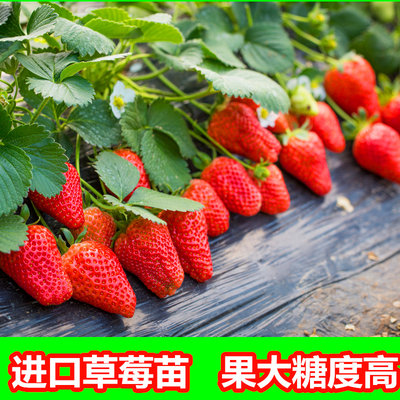 当年结果各种嘉宝花卉地栽开花盘栽试种沾化水果苗香水草莓苗