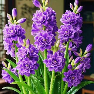 晚香玉种球根带多芽多年生重瓣大花球浓香型香水庭院阳台花卉盆栽