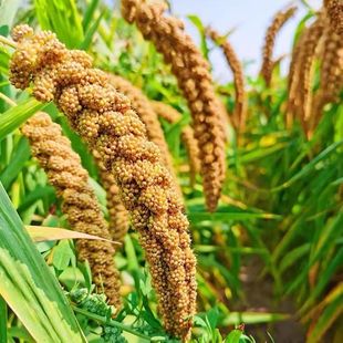 玄凤训练零食谷穗谷穗子带壳黄谷子虎皮饲料鸟粮鹦鹉鸟食松鼠粮食