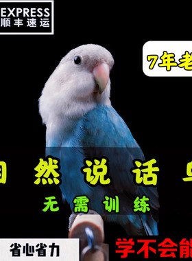 【官方推荐】会说话的虎皮鹦鹉