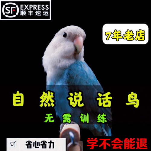 【官方推荐】会说话的虎皮鹦鹉