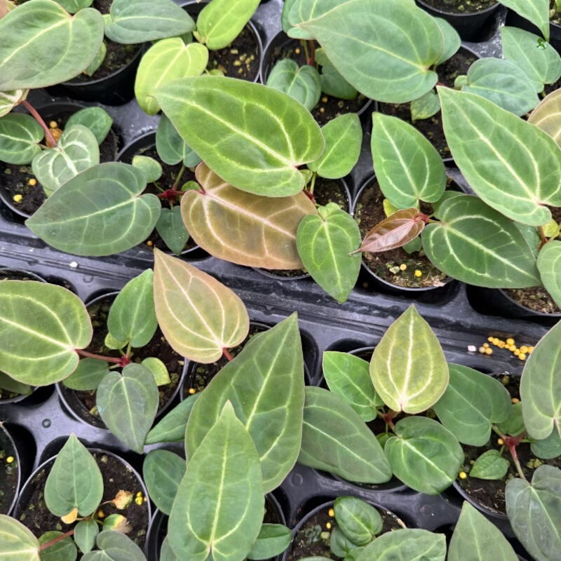 米歇尔杂印尼蝶叶papi（印尼版）