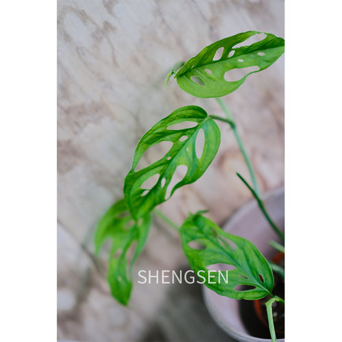 生森芝士多孔大洞龟背观叶植物