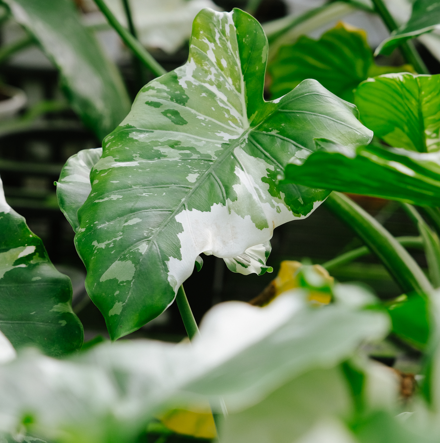 生森赋冲绳银海芋 Ins天南星科热植庭院室内客厅观叶盆栽绿植-封面