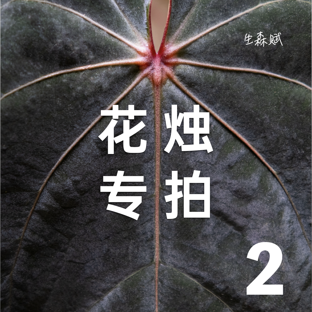 生森赋花烛合集室内观叶