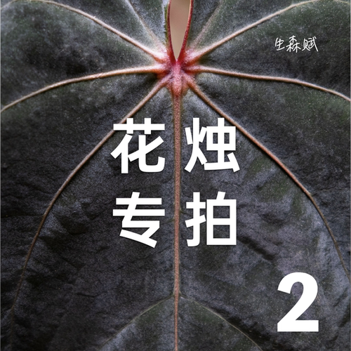 生森赋花烛合集室内观叶