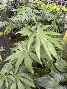 中大型花烛掌叶花烛 耐热耐阴