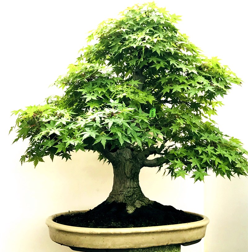 进口盆景山红叶枫树狮子头出猩猩红千鸟树桩老桩植物盆栽阳台庭院