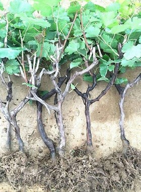 绿色葡萄新品种绿皮罗马绿宝石葡萄树苗 大粒晚熟10月熟 葡萄树苗