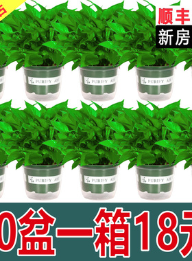 绿萝盆栽室内植物新房家用净化空气水培绿植花卉长藤垂吊大叶绿萝