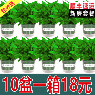 绿萝盆栽室内植物新房家用净化空气水培绿植花卉长藤垂吊大叶绿萝