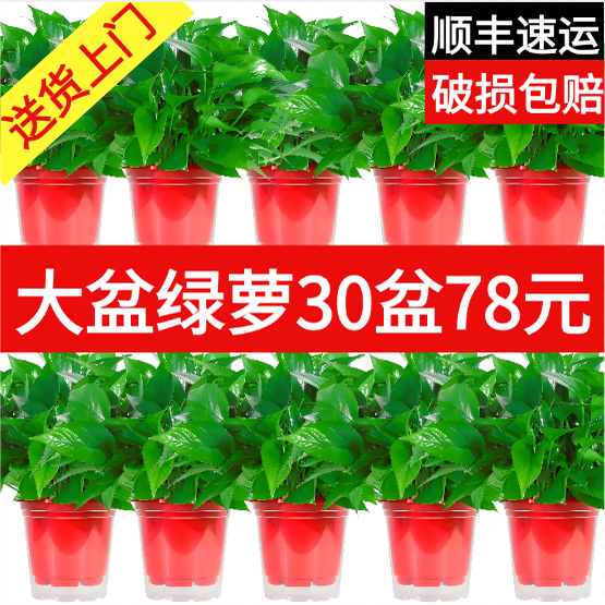 新房家用绿萝盆栽室内净化空气
