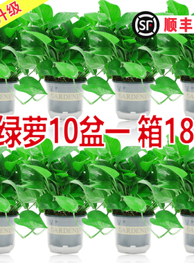 新房家用绿萝盆栽室内客厅绿植花卉大叶长藤大盆绿箩植物水培吊兰